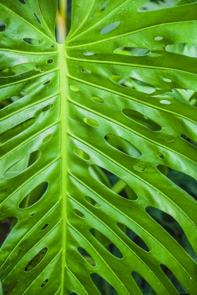 Green Monstera leaf  for background - top view. leaf background - Photo, Image