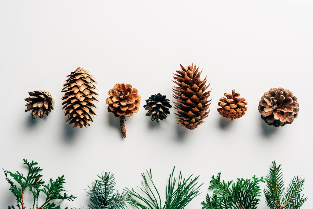 flat lay with green branches and pine cones arranged on white backdrop - Photo, Image