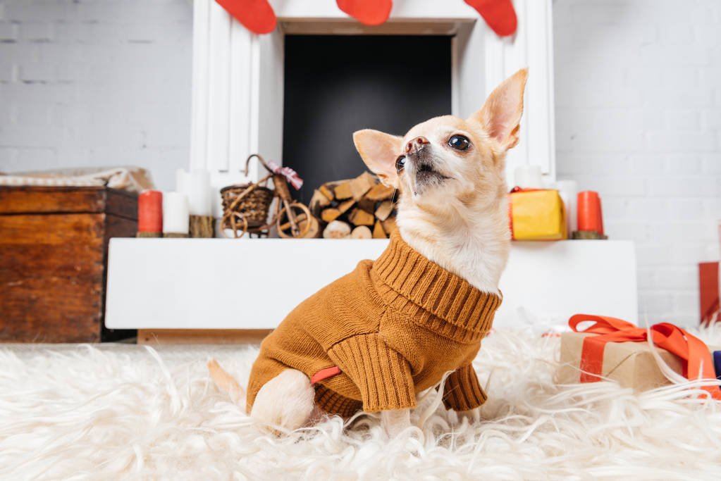 чарівний собака чихуахуа в светрі, що сидить на підлозі з різдвяними подарунками поруч
 - Фото, зображення
