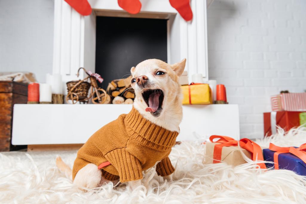 rozkošný čivava pes ve svetru, zívání, zatímco sedí na podlaze s vánoční dárky nedaleko od - Fotografie, Obrázek