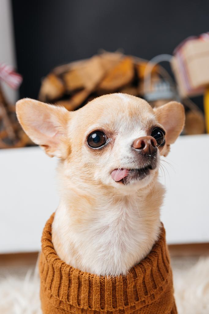 close up view of little chihuahua dog sticking tongue out in room - Photo, Image