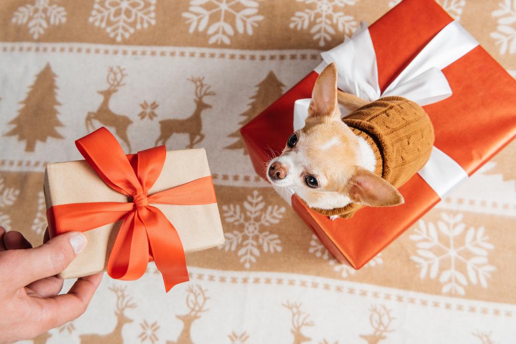 περικοπεί shot του ανθρώπου δίνοντας χριστουγεννιάτικο δώρο για το μικρό σκυλί chihuahua - Φωτογραφία, εικόνα