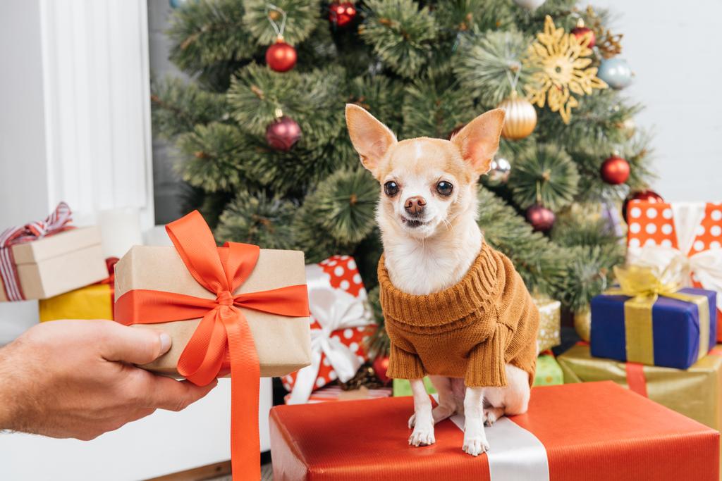 vista parziale dell'uomo in possesso di regalo avvolto per il cane chihuahua con albero di Natale su sfondo
 - Foto, immagini