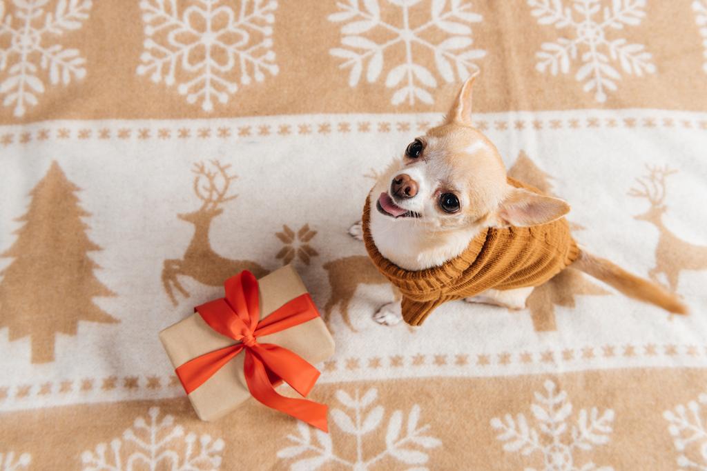 ogólny widok słodkie chihuahua pies i Boże Narodzenie prezent - Zdjęcie, obraz