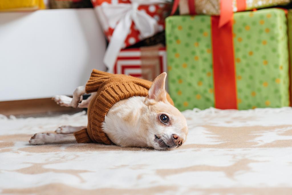 kis chihuahua kutya a barna pulóver karácsonyi ajándékok mögött otthon - Fotó, kép