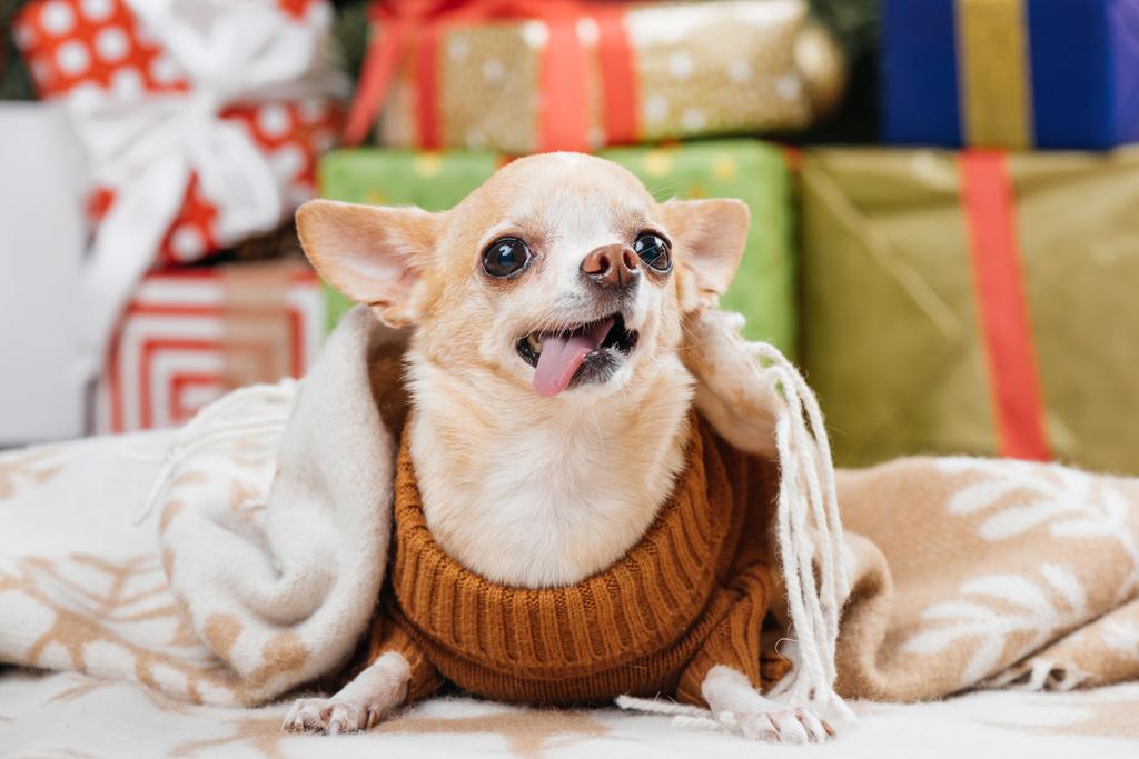 крупный план восхитительной маленькой щенячьей собаки в одеяле с подарками на заднем плане
 - Фото, изображение