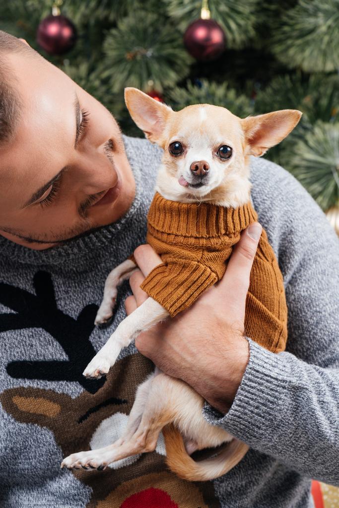 retrato de jovem em suéter festivo inverno olhando para pouco cão chihuahua em mãos em casa
 - Foto, Imagem