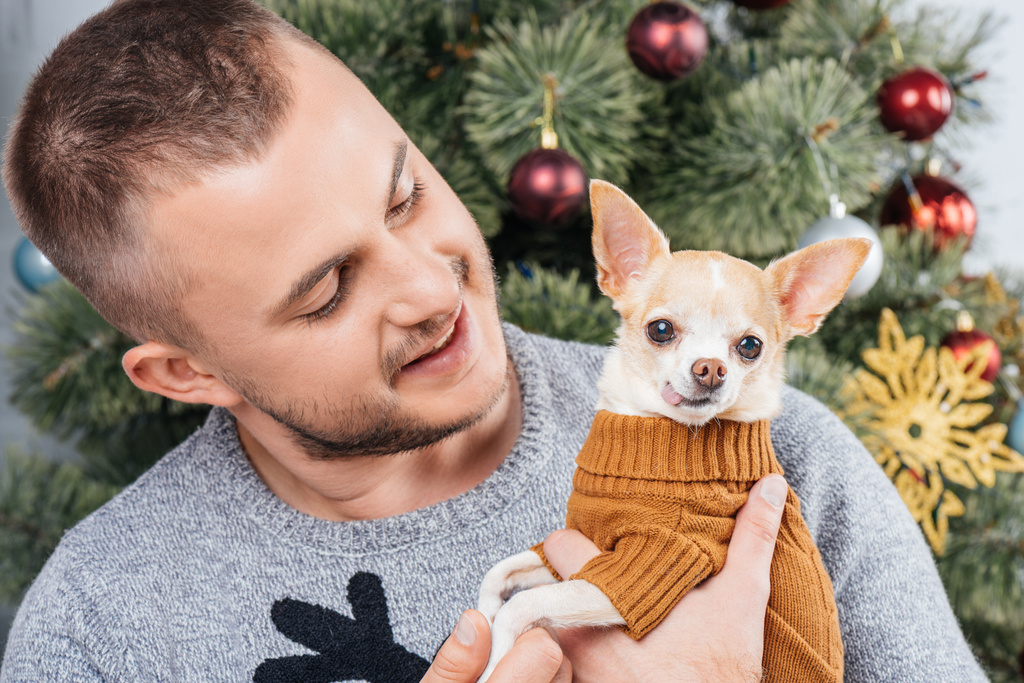 家庭での手の中の小さなチワワ犬を見てお祭り冬のセーターに若い男の肖像 - 写真・画像