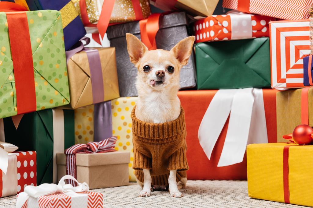 çok güzel chihuahua köpek Noel hediyelerini katta oturan kazaklı görünümünü kapat - Fotoğraf, Görsel