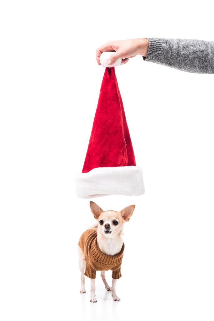 osittainen näkymä miehestä, jolla on joulupukin hattu pienen chihuahua-koiran yläpuolella valkoisella eristetyssä puserossa
 - Valokuva, kuva
