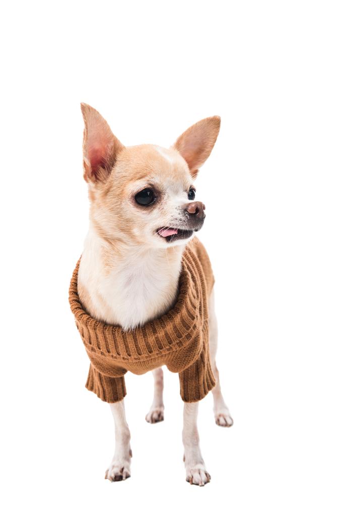lindo perro chihuahua en suéter marrón aislado en blanco
 - Foto, imagen