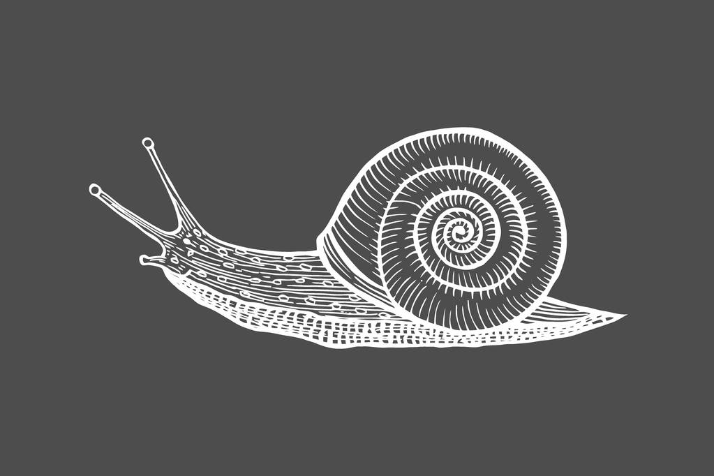 Illustration vectorielle de gravure antique d'escargot isolé sur fond noir
 - Vecteur, image