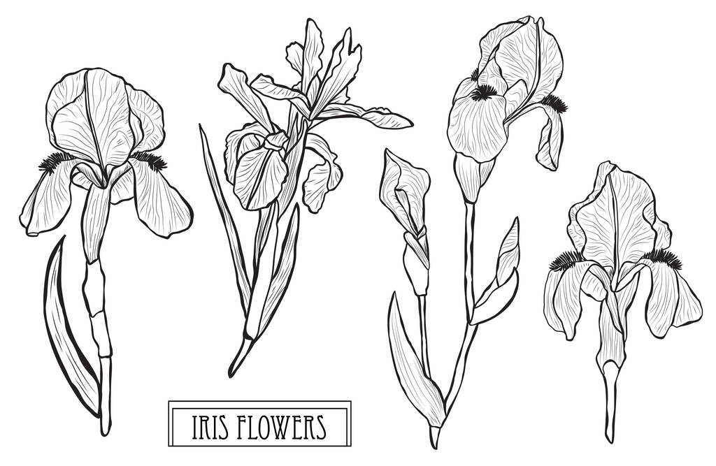 Dekoratif Iris çiçekler ayarla, tasarım öğeleri. Tasarımını yazdırma, kartları, davetiyeleri, afişler, posterler için kullanılabilir. Çiçek arka planda satır sanat tarzı - Vektör, Görsel