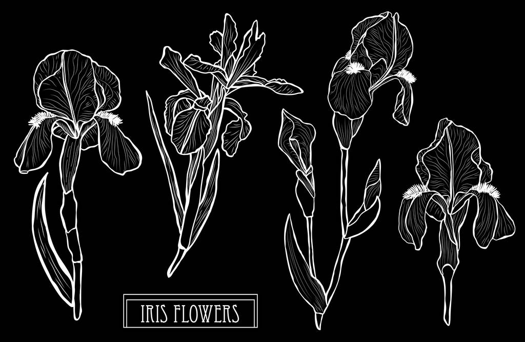 Set di fiori decorativi iris, elementi di design. Può essere utilizzato per carte, inviti, banner, manifesti, design di stampa. Sfondo floreale in linea stile arte
 - Vettoriali, immagini