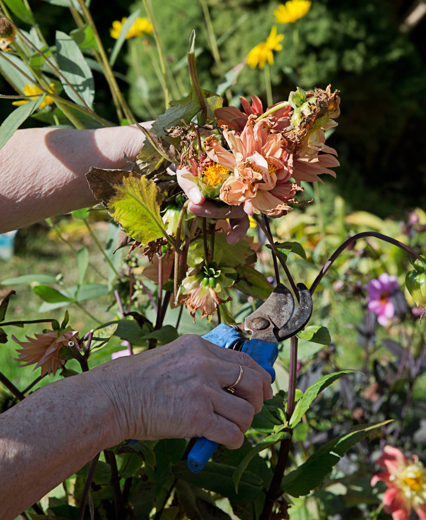 Bahçe - budama makası ile kesme çiçek - Fotoğraf, Görsel