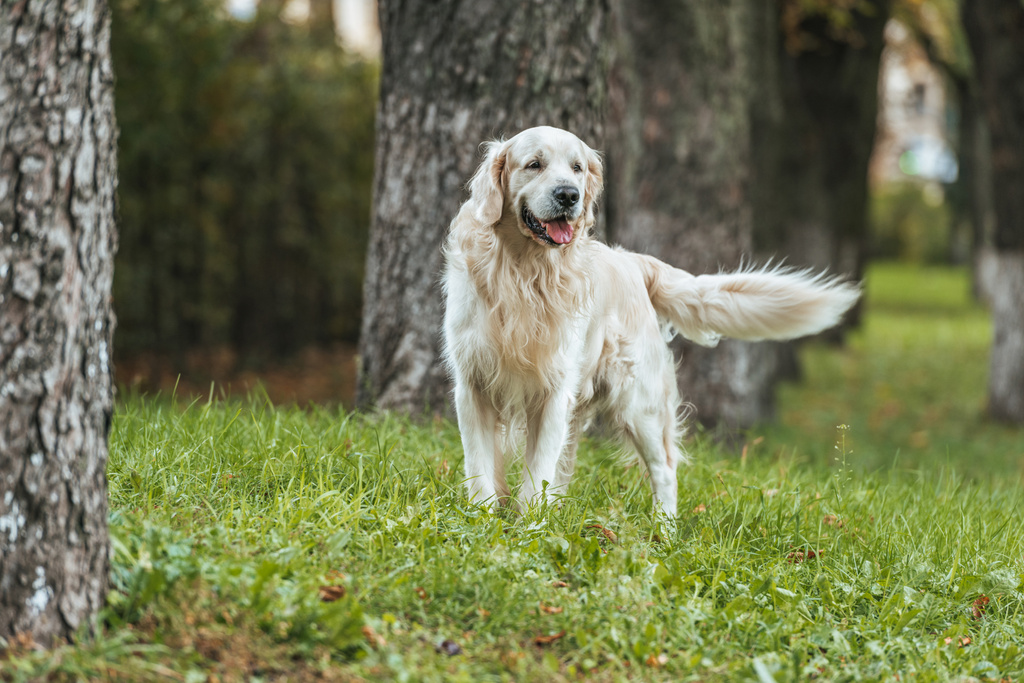 adorabile cane giocoso golden retriever in piedi su erba nel parco
 - Foto, immagini