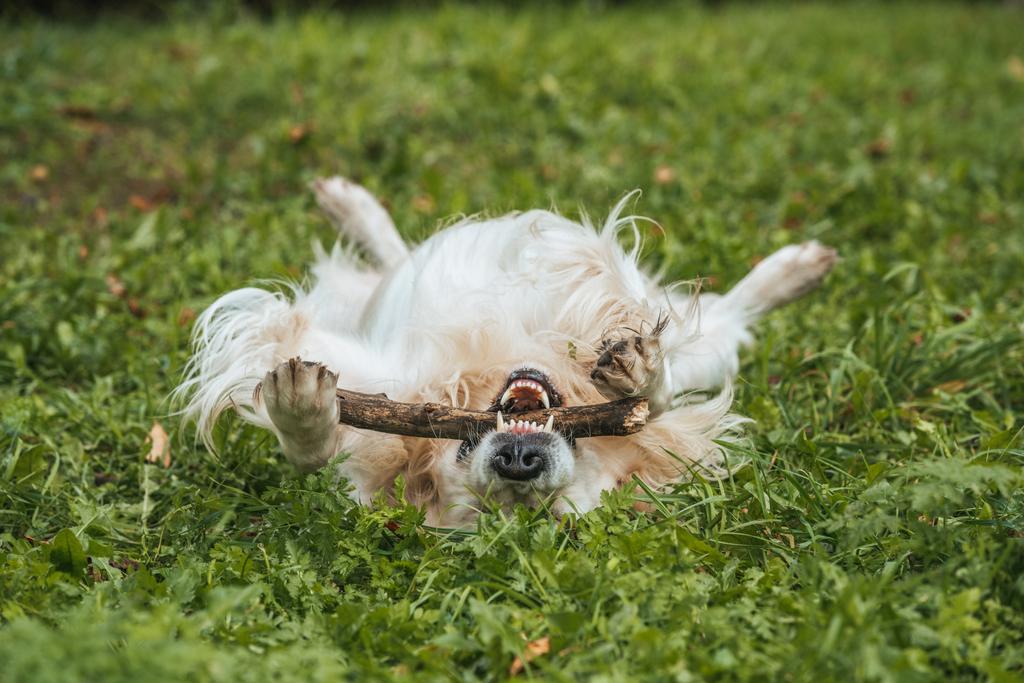公園の木の枝で遊ぶかわいい面白い・ レトリーバー犬 - 写真・画像