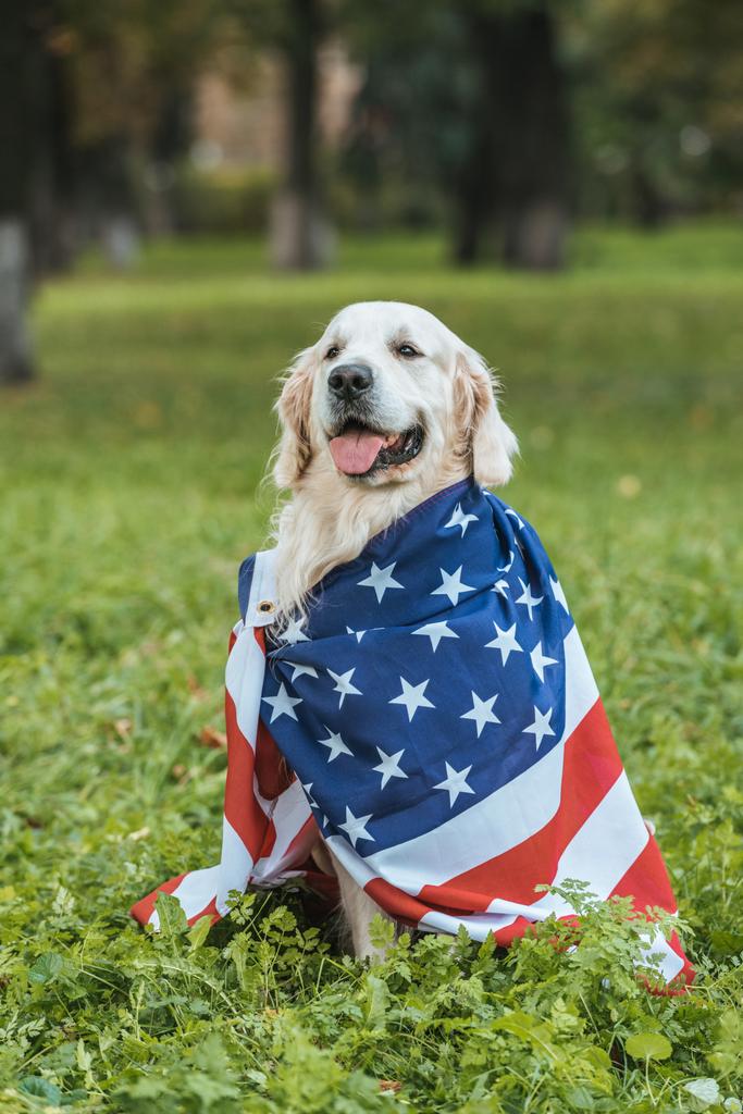schattig retriever hond verpakt in Amerikaanse vlag zittend op het gras in park - Foto, afbeelding