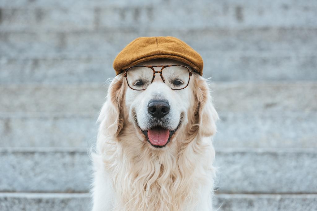 lindo perro recuperador de oro en gorra y gafas mirando a la cámara
 - Foto, Imagen