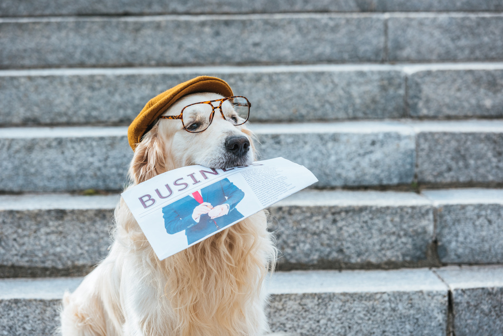 キャップとメガネ ビジネス新聞を保持・ レトリーバー犬 - 写真・画像