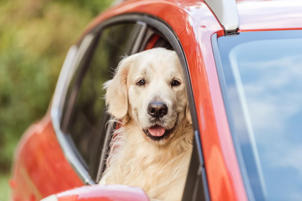 ładny zabawny pies myśliwski pies siedzi w czerwony samochód i patrząc na kamery przez okno - Zdjęcie, obraz