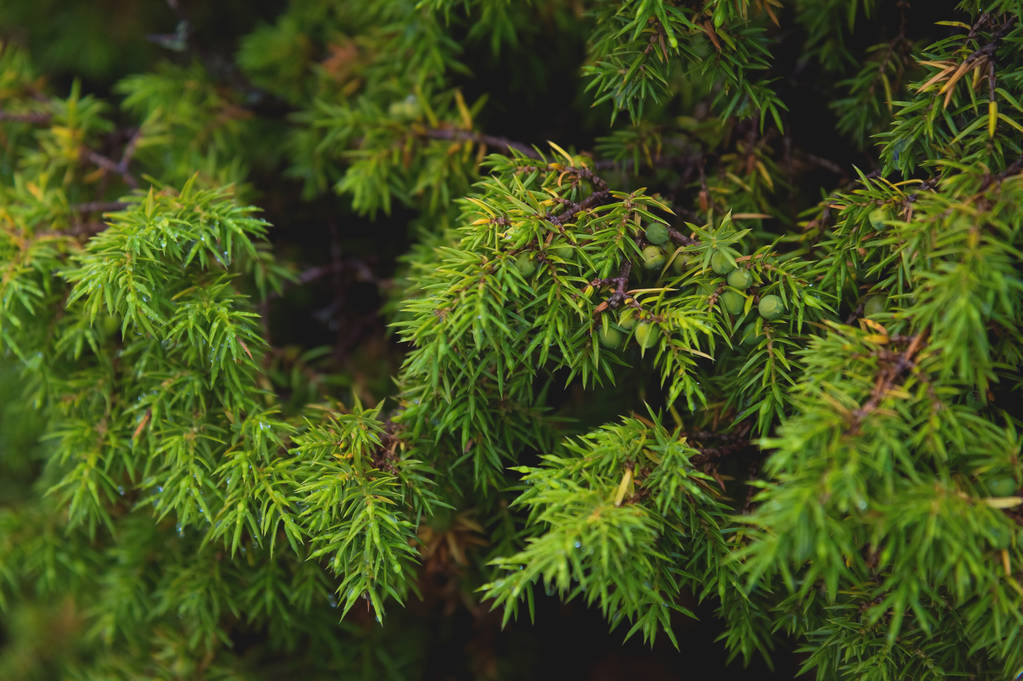 Close-up Dew cai no ramo de zimbro. Arbusto de zimbro selvagem
 - Foto, Imagem