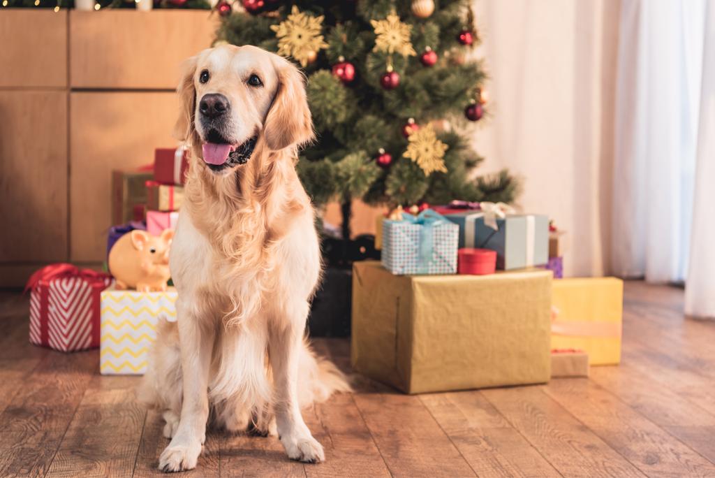 funny golden retriever dog sitting near christmas tree with gift boxes - Photo, Image