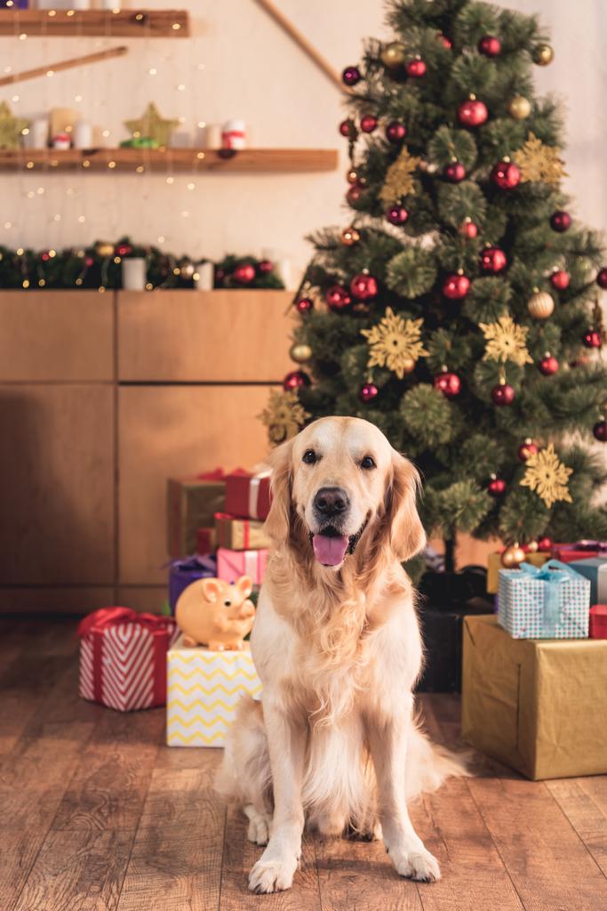 золотий собака-ретривер, що сидить біля ялинки з подарунковими коробками
 - Фото, зображення