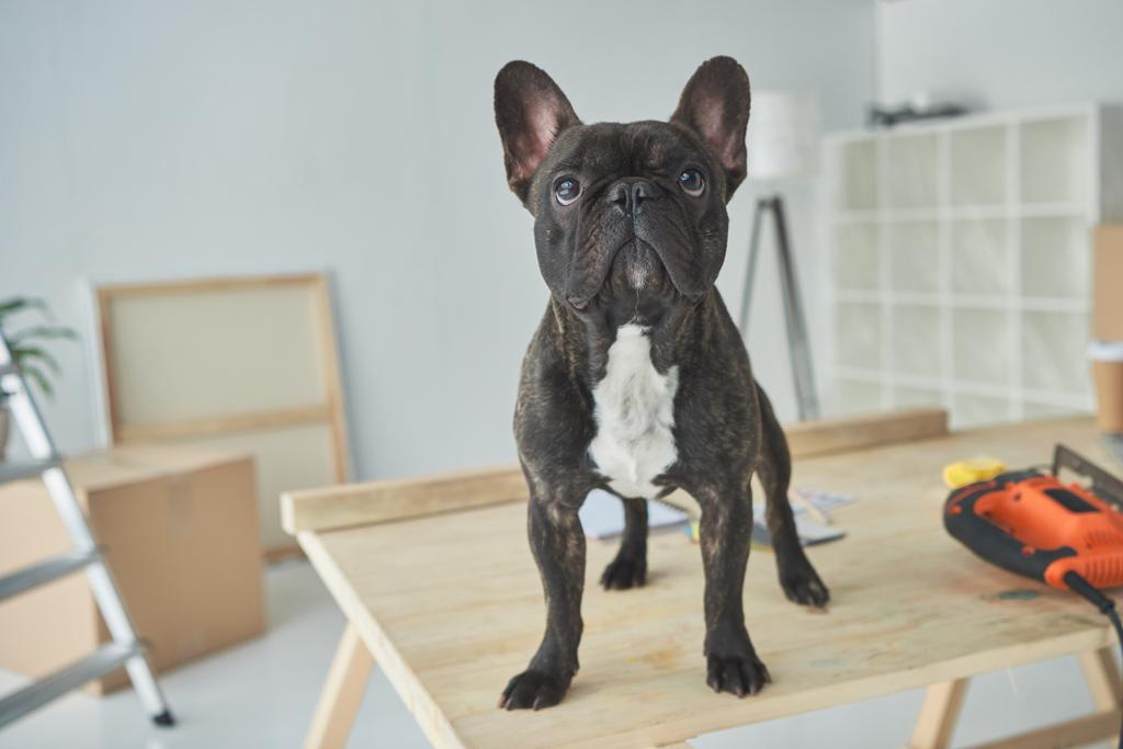 entzückende schwarze französische Bulldogge steht auf Holztisch im neuen Zuhause - Foto, Bild