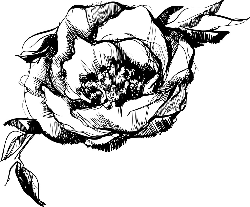 Ескіз бутону квітки півонії
 - Вектор, зображення