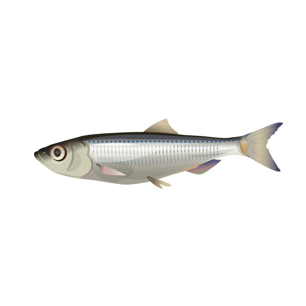 Detail ze šprotů ryb. Vektorové ilustrace izolované na bílém pozadí - Vektor, obrázek