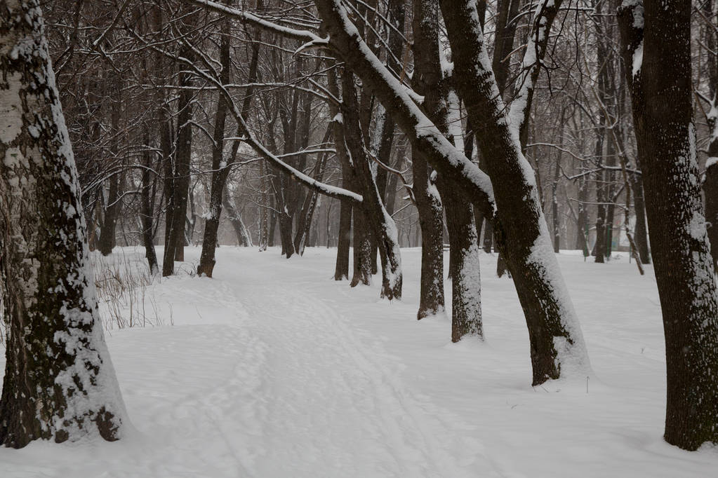 Sneeuwval in de stad. Besneeuwde bomen in de stad Park. - Foto, afbeelding