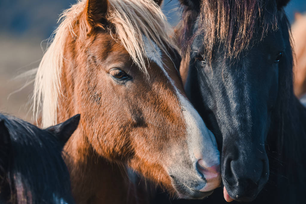 Cavalli islandesi in montagna. La razza di cavalli allevati in Islanda
. - Foto, immagini