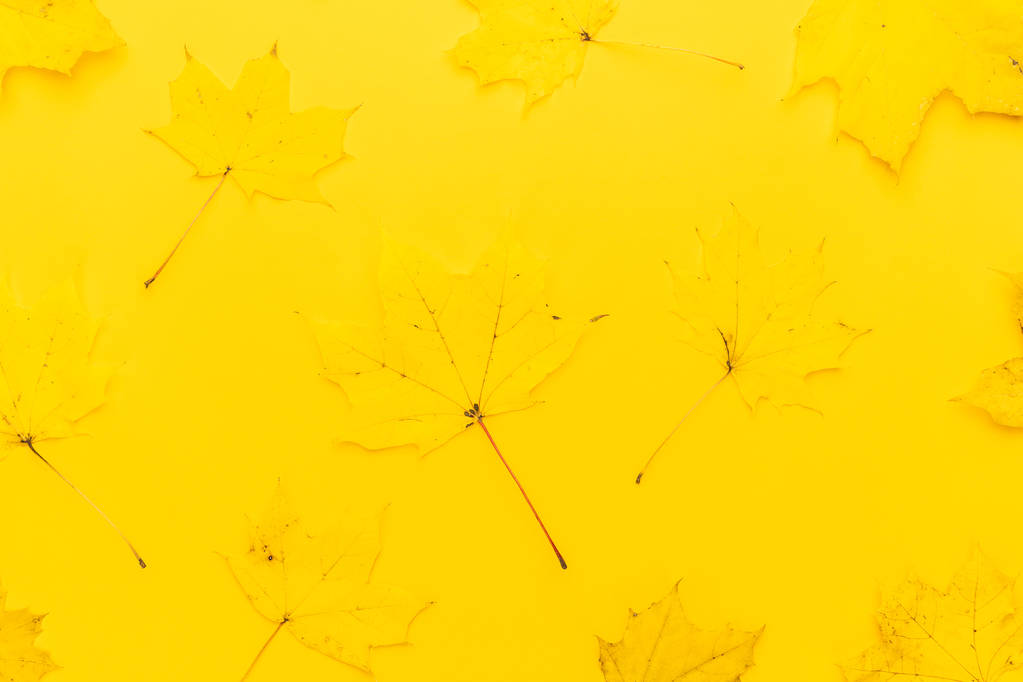 Jesienne liście nad żółty - Zdjęcie, obraz