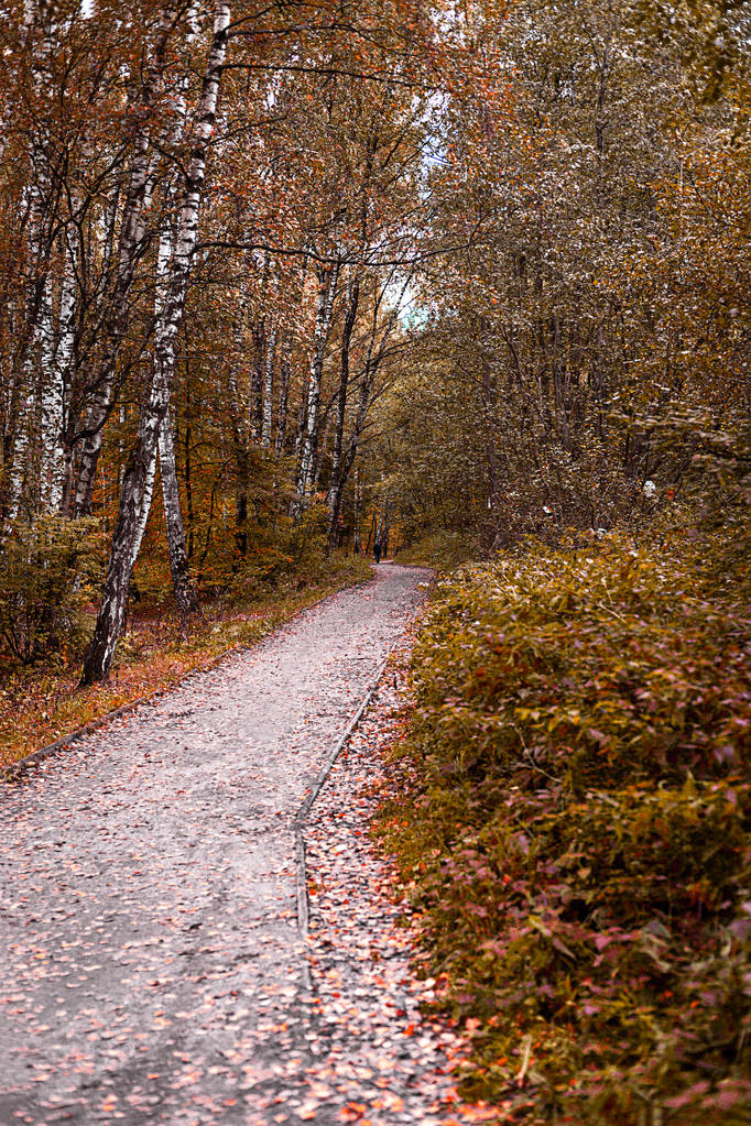 木材や公園内のパス。行く方法。秋の季節。昼間. - 写真・画像