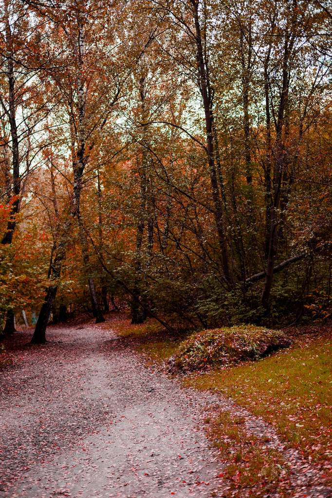 O caminho na floresta ou no parque. O caminho a percorrer. Temporada de outono. Durante o dia
. - Foto, Imagem