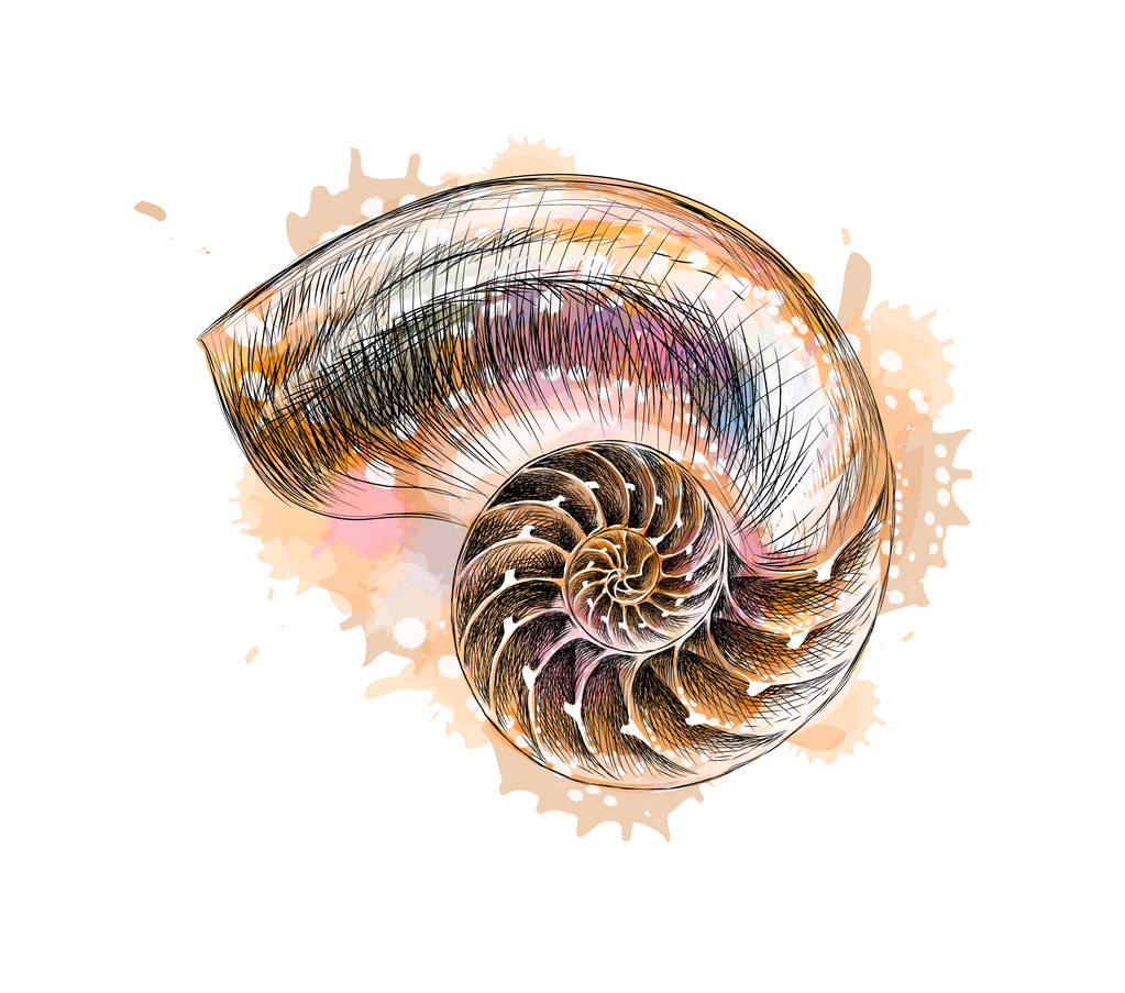 nautilus shell section isoliert auf schwarzem Hintergrund - Vektor, Bild