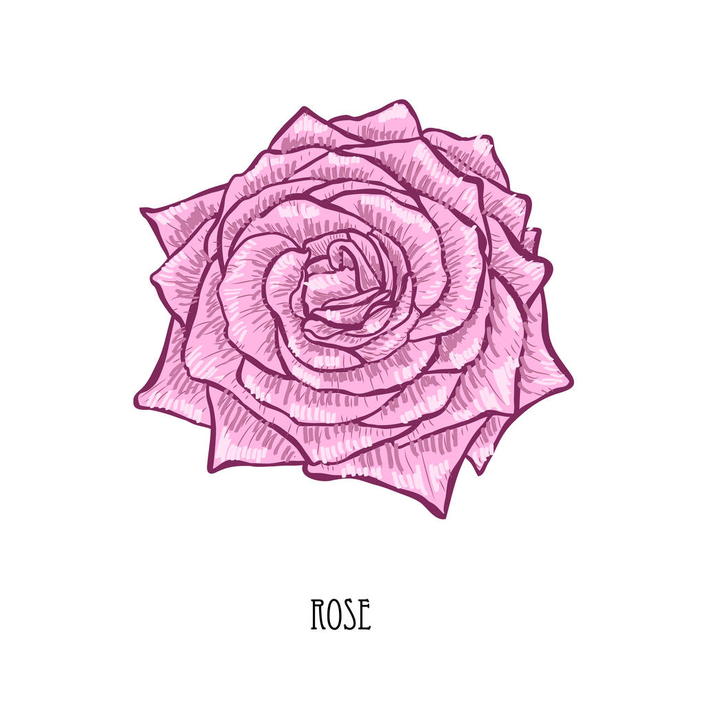 dekorative Rosenblume, Gestaltungselement. kann für Karten, Einladungen, Banner, Poster, Druckdesign verwendet werden. Floraler Hintergrund im Stil der Kunst - Vektor, Bild