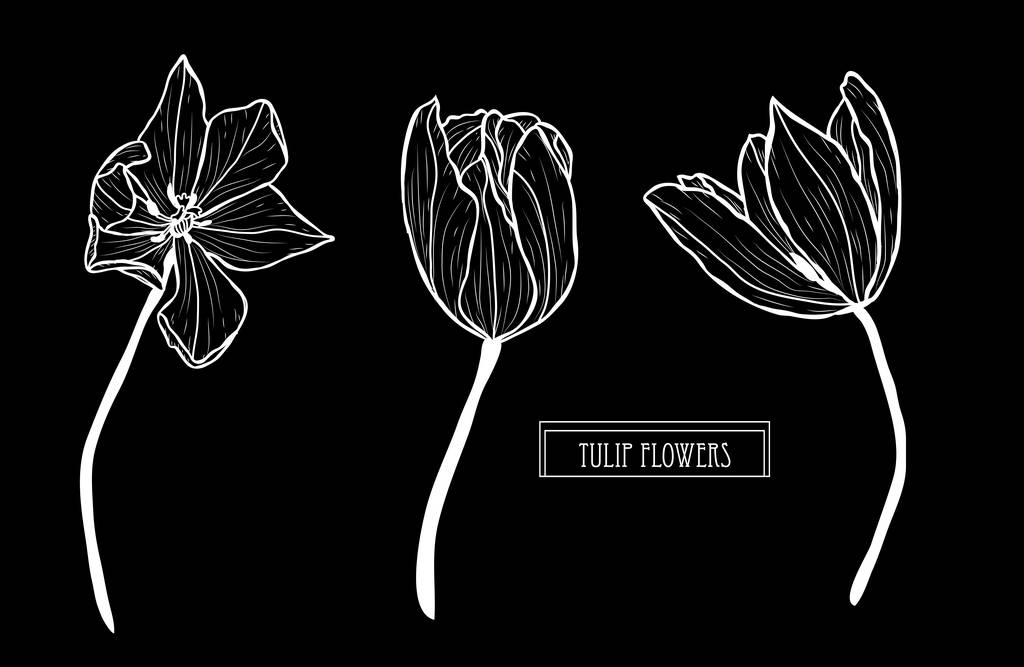 Dekoratív tulipán virág, a design elemeket. Használható kártyák, meghívókat, bannerek, poszterek, nyomtassa ki a design. Virágos háttér-line art stílusban - Vektor, kép
