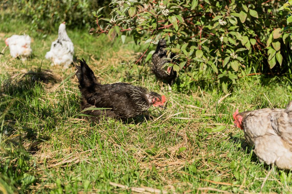επιλεκτική εστίαση του σμήνος κοτόπουλων περπάτημα σε χορτώδους λιβάδια στο αγρόκτημα - Φωτογραφία, εικόνα