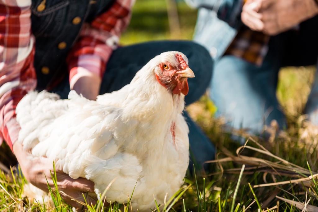 cropped image of couple of farmers sitting on grass with chicken outdoors  - Photo, Image