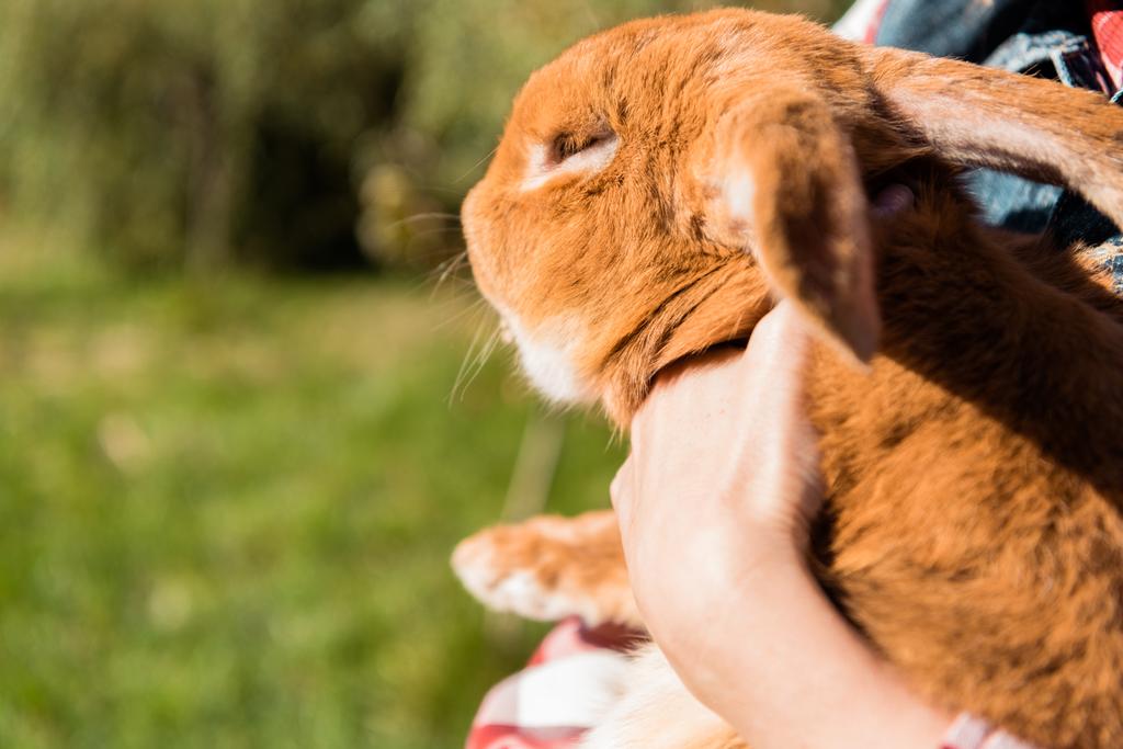 cropped image of woman holding adorable brown rabbit outdoors  - Photo, Image