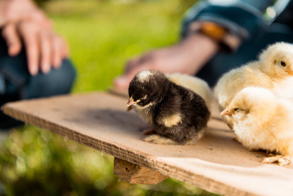 cropped image of farmers holding wooden board with adorable baby chicks outdoors  - Photo, Image