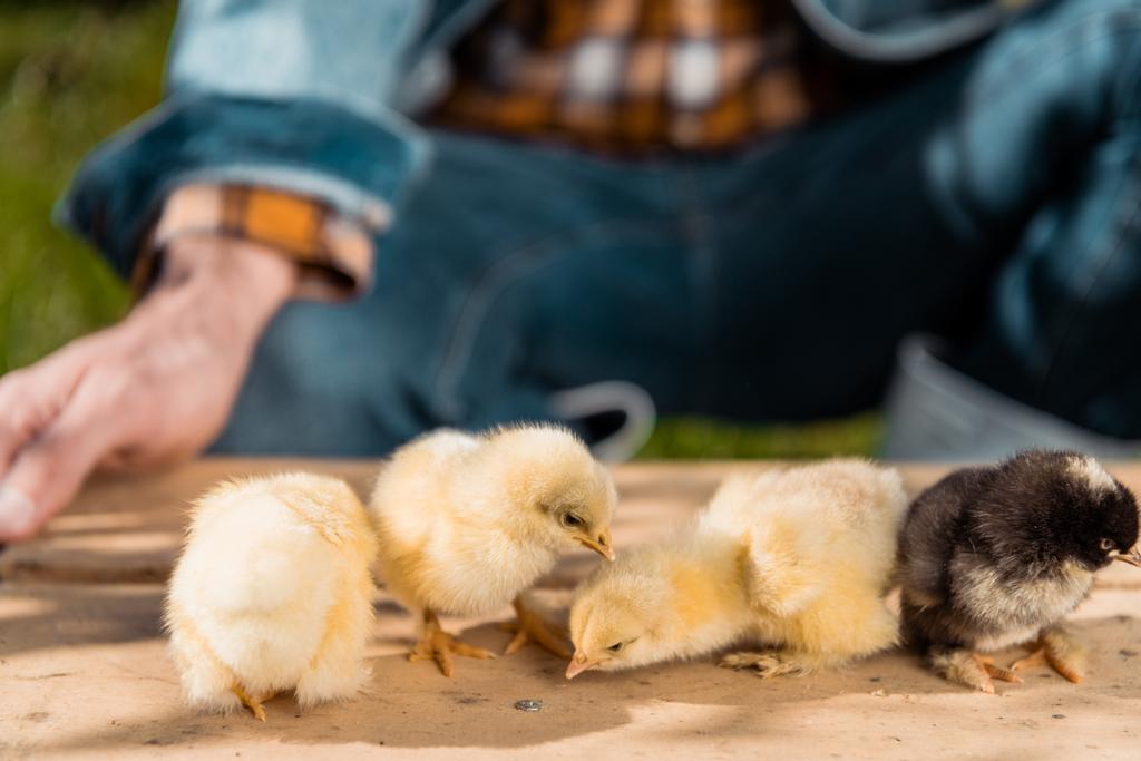 partial view of male farmer holding wooden board with adorable baby chicks outdoors  - Photo, Image