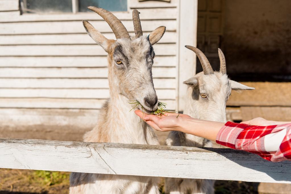 partial view of woman feeding goats by grass near wooden fence at farm - Photo, Image