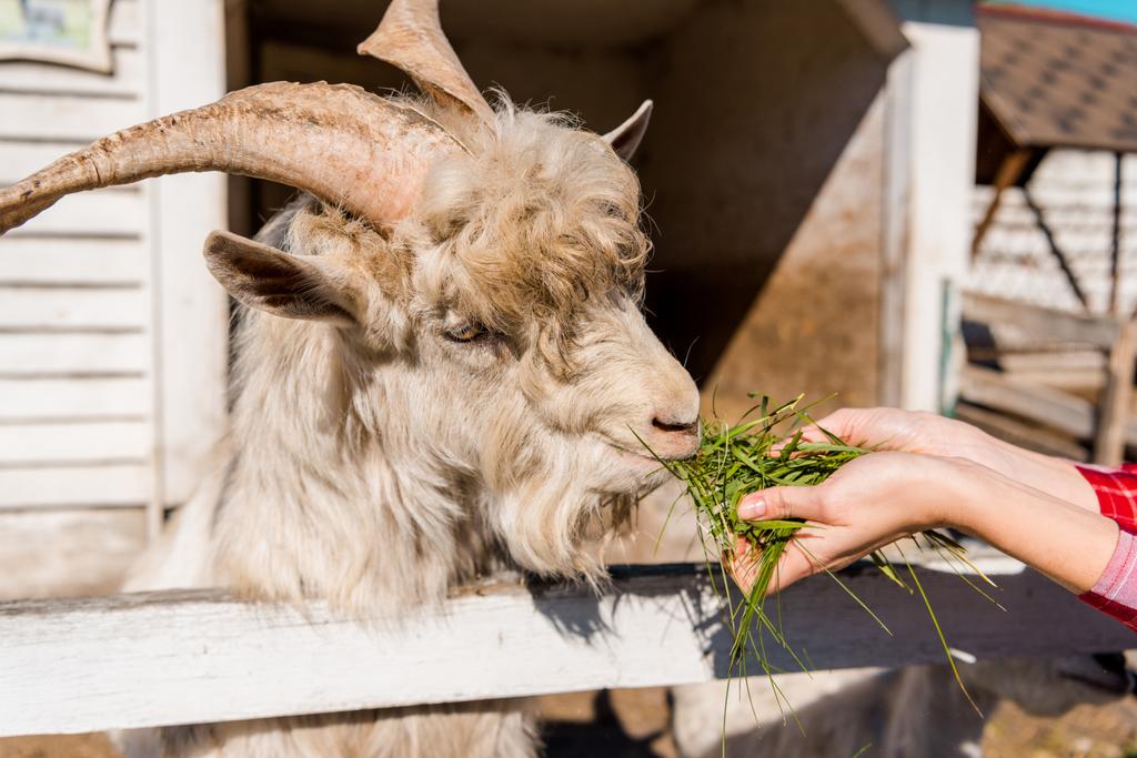 Teilansicht einer Bäuerin, die Ziege mit Gras füttert, in der Nähe eines Holzzaunes auf einem Bauernhof - Foto, Bild