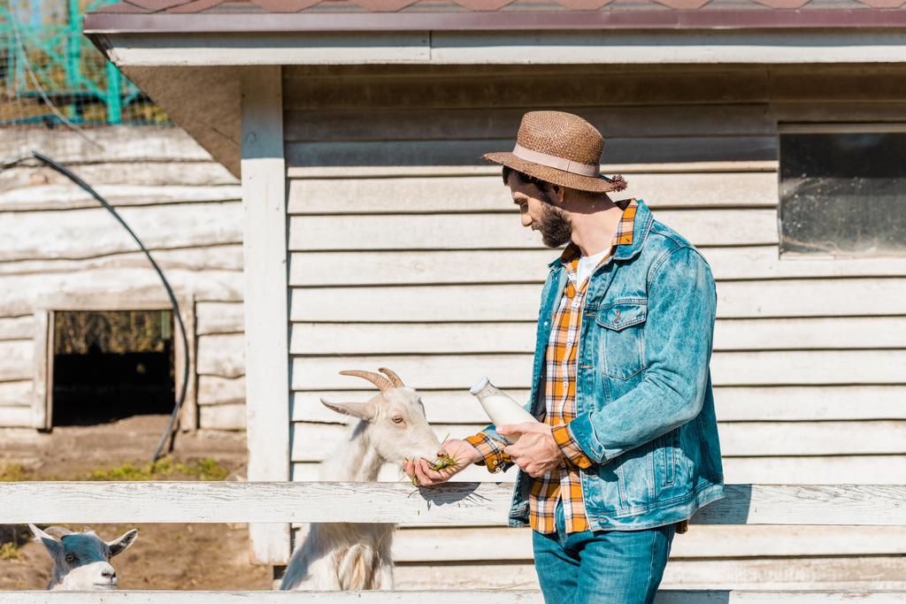przystojny mężczyzna rolnik w słomkowy kapelusz z butelką mleka karmienia kóz przez trawy w pobliżu drewniany płot w gospodarstwie  - Zdjęcie, obraz