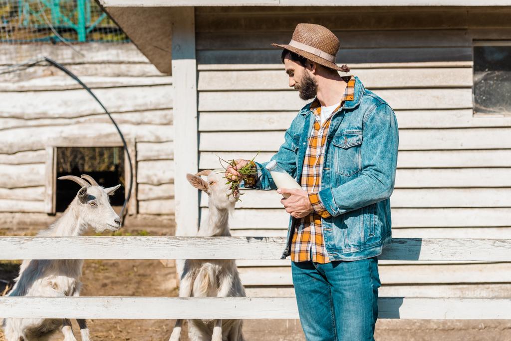 człowiek w słomkowy kapelusz z butelką mleka karmienia kóz przez trawy w pobliżu drewniany płot w gospodarstwie  - Zdjęcie, obraz