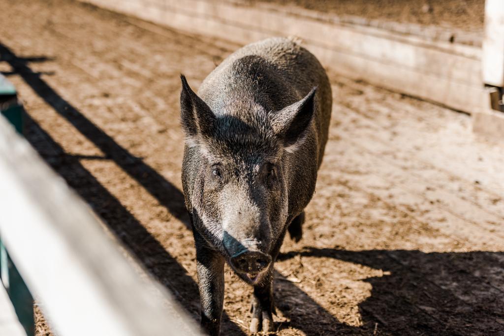 çok güzel gri domuz çiftliğinde corral yürüyüş  - Fotoğraf, Görsel