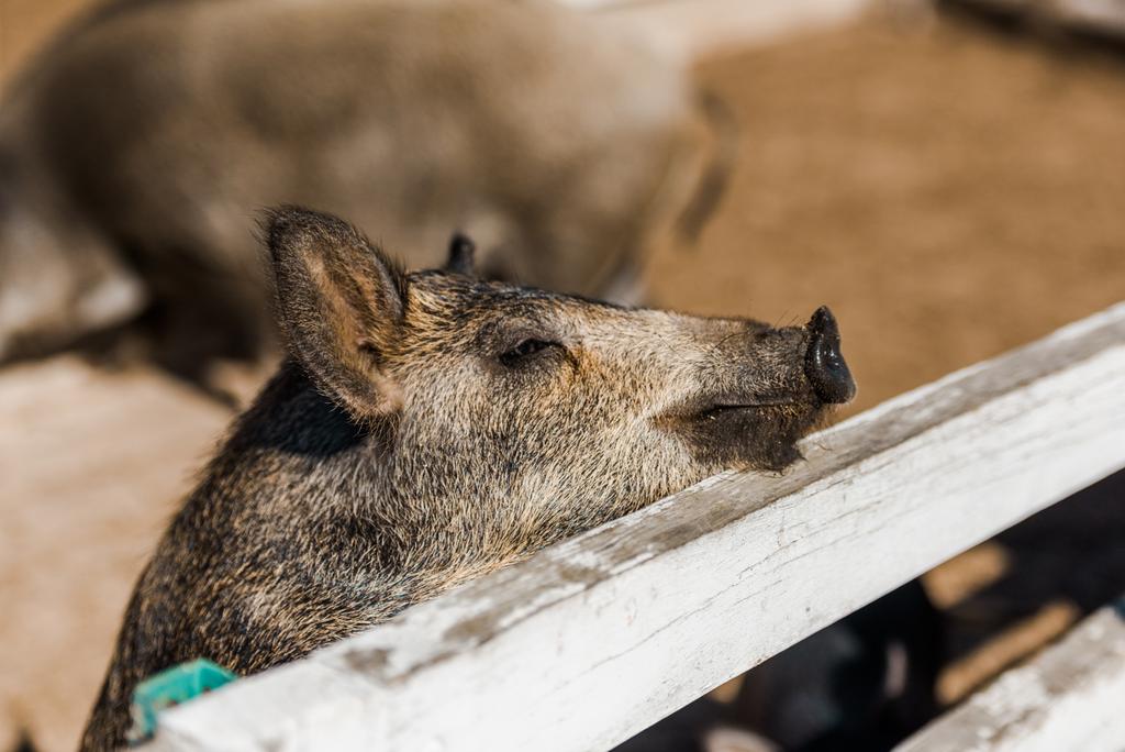 messa a fuoco selettiva di maialino grigio in piedi vicino alla recinzione di legno in azienda agricola
  - Foto, immagini
